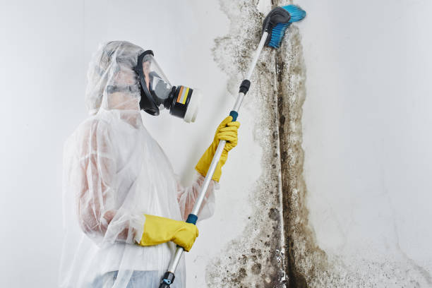 Trusted Arcanum, OH Mold Removal Experts