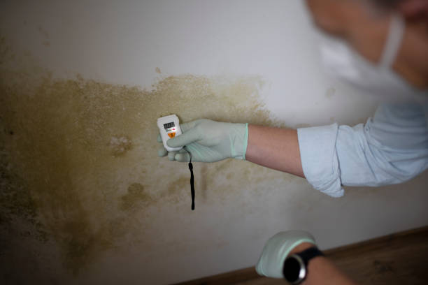 Best Certified Mold Removal  in Arcanum, OH