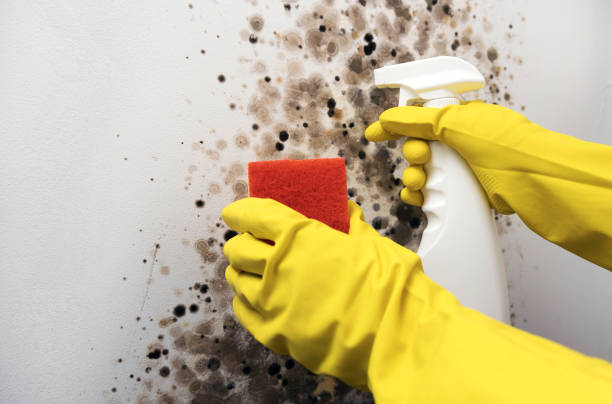 Best Residential Mold Removal  in Arcanum, OH